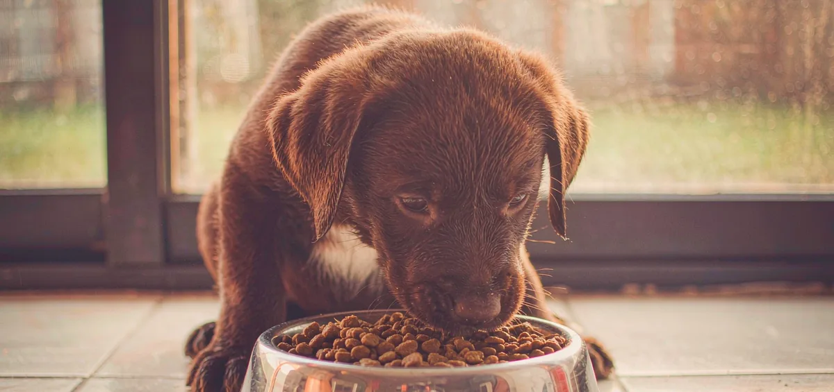Best Puppy Food (2026): Pick by Breed Size, Not by the Cute Bag